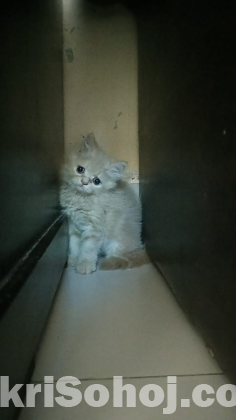 Persian cat